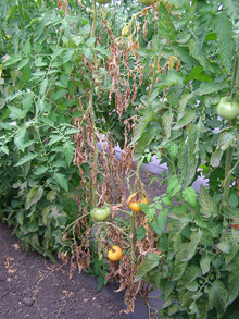 A tomato plant with brown wilted leaves caused by fusarium.