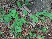 Patch of first-year garlic mustard rosettes near a tree.