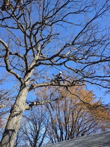 Large tree canopy without leaves and man in tree removing branches.