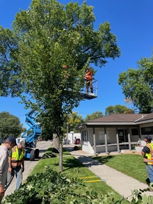 Man in a mechanical lift pruning a large shade tree canopy.