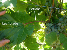 Photo showing a grape vine leaf blade and petiole