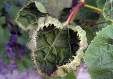 Curled, deformed grape leaf on a grapevine.