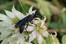 Great black wasp on flower.