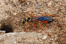 Great gold digger wasp next to ground nest
