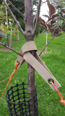 Two canvas straps attached above first branches on tree stem.