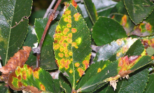 Orange, round leaf spots from Hawthorn rust infection.