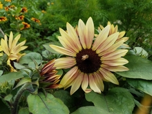 Photo of 'Suntastic bicolor pink' sunflower with bee on flower head.