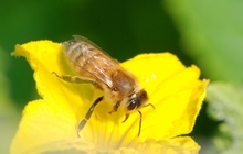 Honey bee feeding on nectar of a yellow squash flower