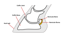 Internal anatomy of the horse hoof including coffin joint, coffin bone, hoof wall, navicular bursa and navicular bone.