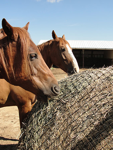 Horses eating hay from hay net