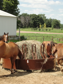 Horses eating from a round bale feeder