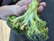 broccoli close-up shows black rot