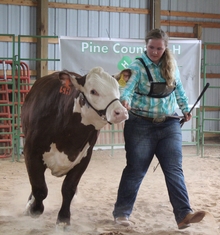 4-H'er Ann showing beef at Pine County Fair