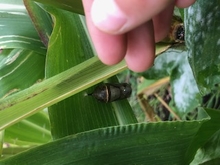 butterfly chrysalis on sweet corn with fingers at edge of photo