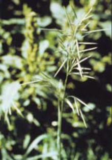 Smooth bromegrass seed head