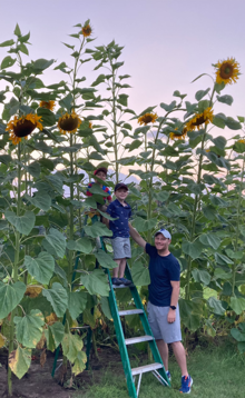 Two boys are standing on a ladder next to giant sunflowers while a man standing on the ground holds one of the boy's hand.