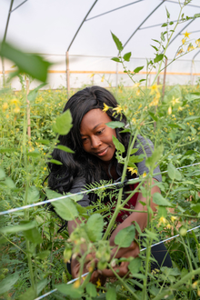 Lakisha Witter examines plants in her greenhouse.