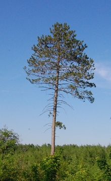 Large red pine taller than rest of forest