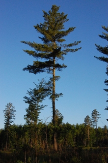 Large white pine