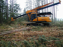Construction equipment surrounded by harvested trees 