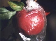 A red apple on a tree enclosed in a plastic bag
