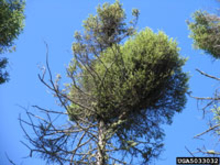 Tree infected with dwarf mistletoe