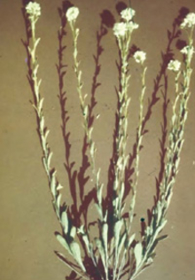 Mature hoary alyssum plant