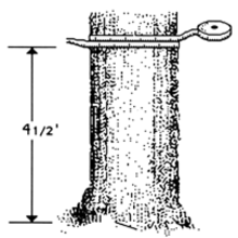 Black and white diagram showing the correct method of holding diameter tape to measure a tree at diameter at breast height