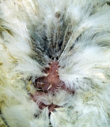 Mite-infested chicken 