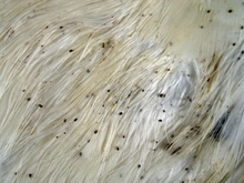 Mites on chicken’s wing feathers