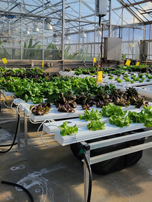 Six NFT tables growing lettuce in various stages of growth, set up in 2 rows in a greenhouse. The hoses feeding into the tables and reservoir tanks are visible.