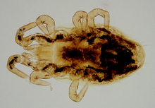 Photo of northern fowl mite on white background.