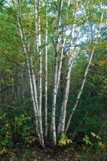Paper birch tree, forest in background