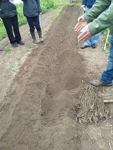 Digging asparagus furrows