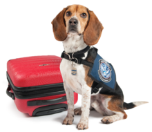 canine security worker wearing official customs vest sits next to suitcase
