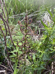Purple loosestrife plant with brown wilted leaves from beetle damage.