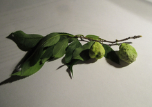 Two plums on a branch. The plums are spongy and green.