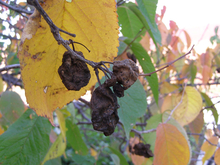 Three dried, brown, shriveled plums still attached to the tree.