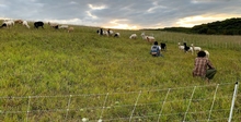 Herd of goats in green grass field.