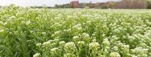 Field of Pennycress