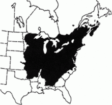 Black and white map showing the geographic range of northern red oak in the United States