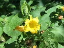 Yellow flower with green leaves.