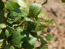 Green leaves that are curling and have brown spot on blueberry plant.