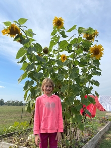 A girl standing next to her giant sunflower plant.