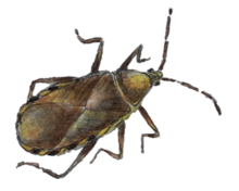 Dark brown beetle with six legs and two antennae
