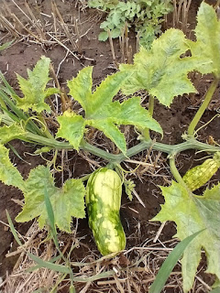A delicate squash plant and fruit exhibiting signs of virus infection.