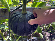 Someone’s thumb pushing into a dark green squash, which hangs from a trellis.