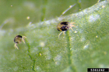 Two spider mites with a black spot on either side of the body.