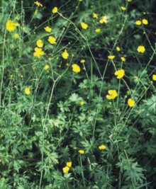 Tall buttercup plant