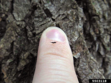 tiny black wasp on a finger